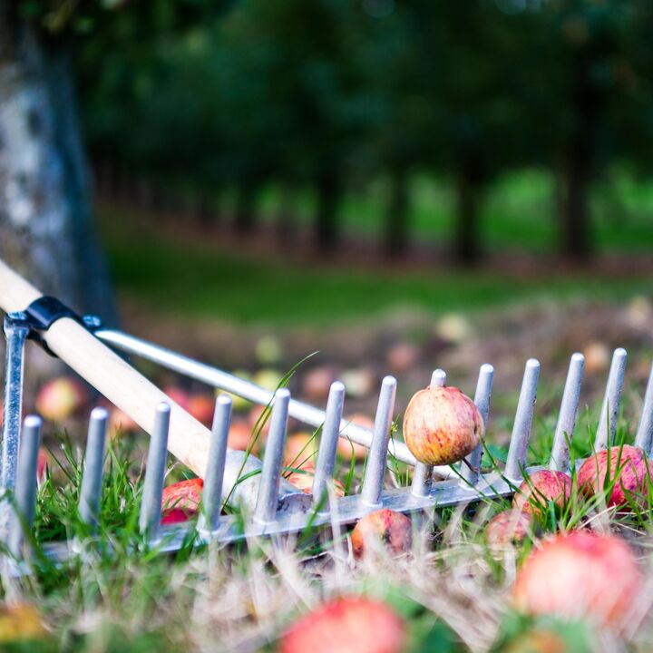 Orchard autumn (1 of 2).jpg