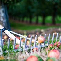 Orchard autumn (1 of 2).jpg