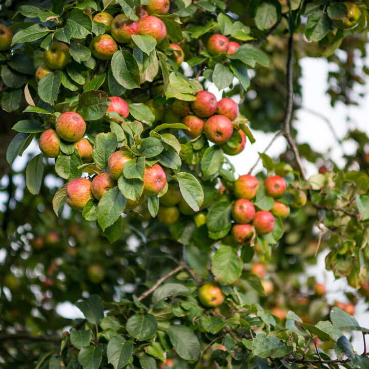 Orchard autumn (2 of 2).jpg